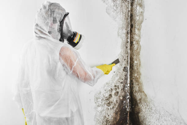 Best Commercial Mold Removal  in Gibsonton, FL