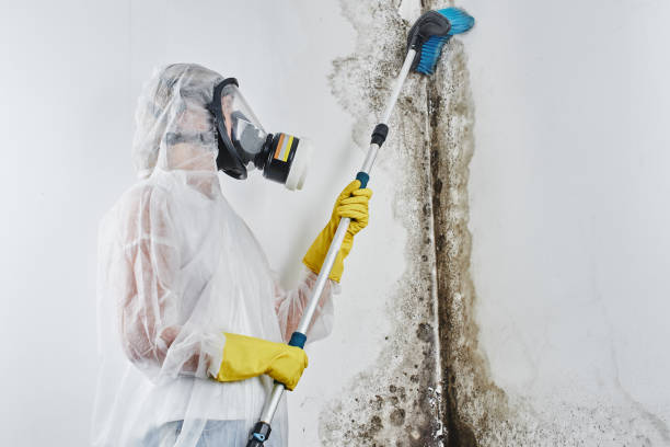 Best Attic Mold Removal  in Gibsonton, FL