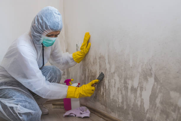 Mold Removal Process in Gibsonton, FL