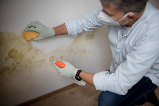 Best Professional Mold Removal  in Gibsonton, FL