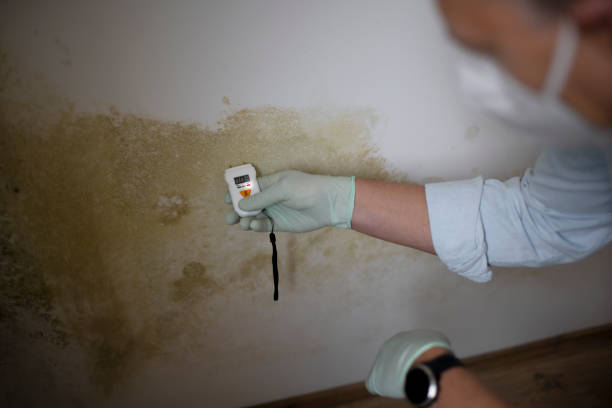 Best Mold Removal Process  in Gibsonton, FL