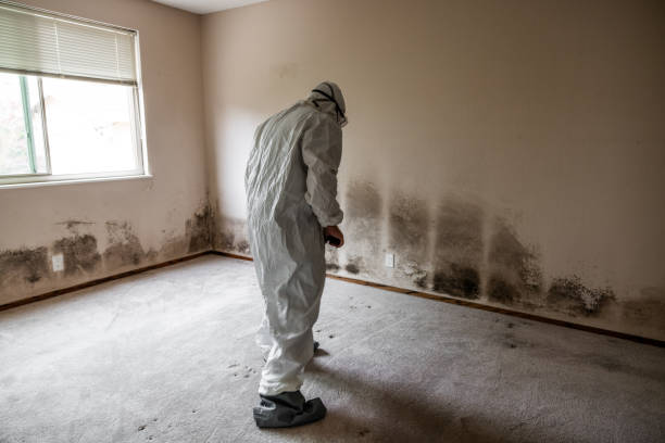 Best Same-Day Mold Removal  in Gibsonton, FL