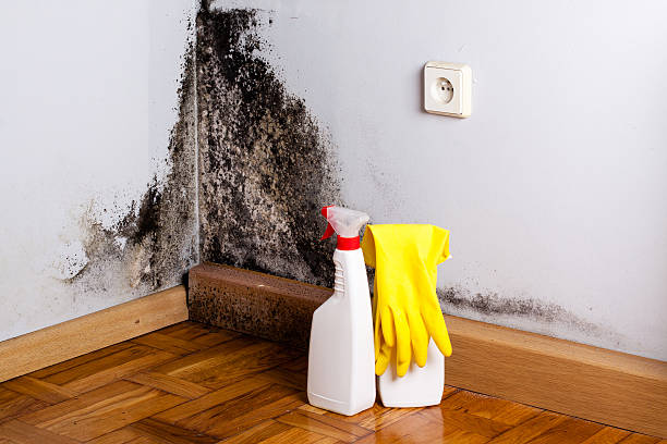 Trusted Gibsonton, FL Mold Removal Experts