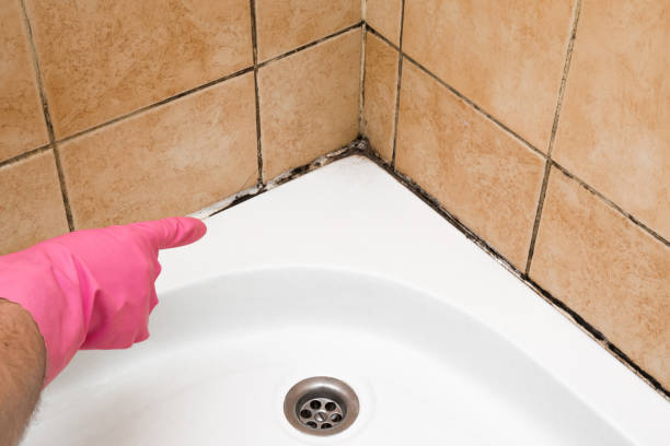 Best Attic Mold Removal  in Gibsonton, FL